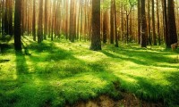 世界短跑在线观赛平台：互动功能提升粉丝体验，世界短跑比赛视频